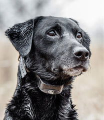 SportDOG Yard Trainer 300